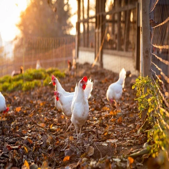 natural-broiler-chicken-2.webp