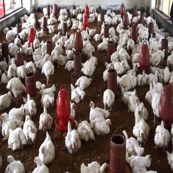 Farm Broiler Chicken