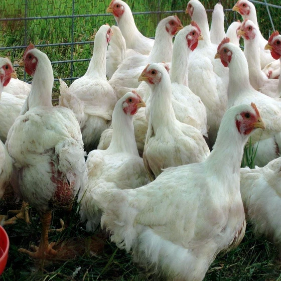 live-broiler-chicken-2.webp