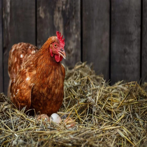 brown-live-poultry-chicks-2.webp