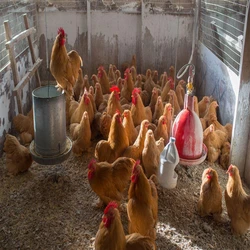 Brown Live Poultry Chicks