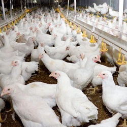 Broiler Chicken Breeds