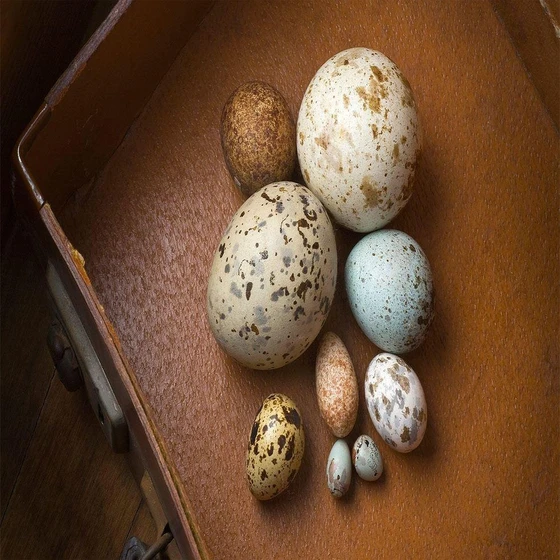 oval-shape-bird-eggs-2.webp