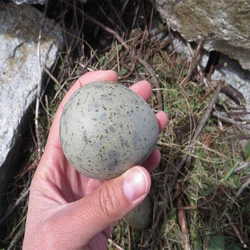 Oval Shape Bird Eggs