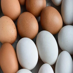Brown Duck Eggs