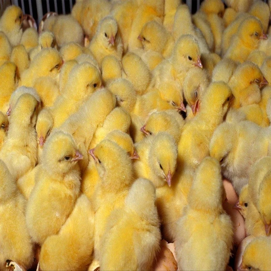 yellow-poultry-farm-broiler-2.webp