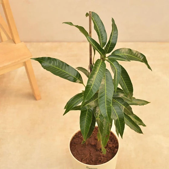 mango-fruit-plants-2.webp