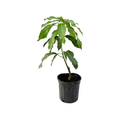  Mango Fruit Plants