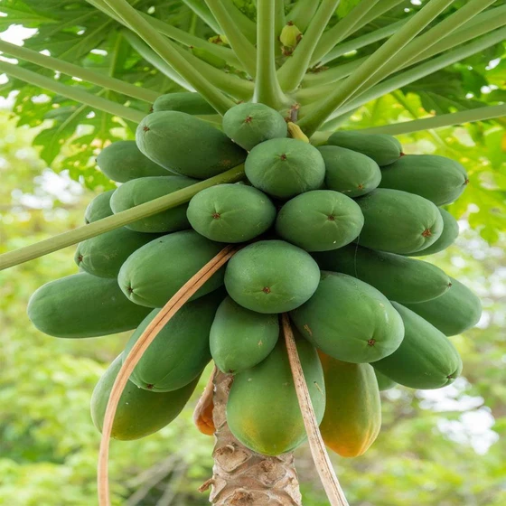 papaya-fruit-plants-2.webp