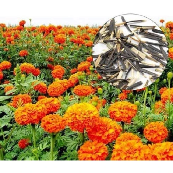 organic-dried-hybrid-marigold-seed-2.webp