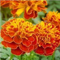 Organic Dried Hybrid Marigold Seed