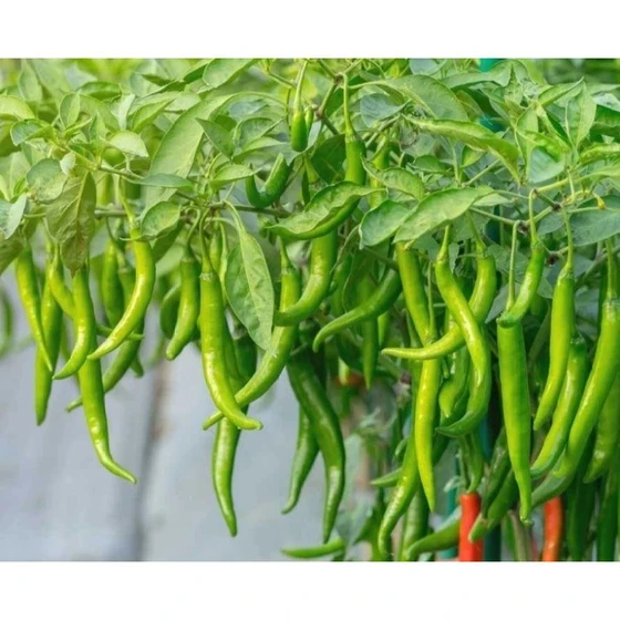 swati-chilli-seed-2.webp