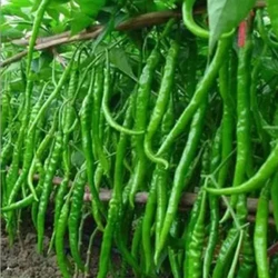 Swati Chilli Seed