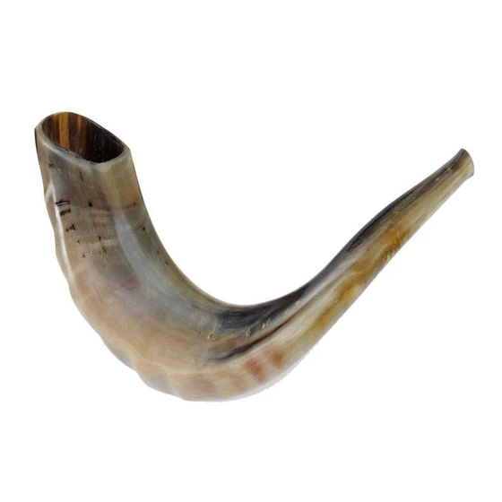 polished-sheep-horn-2.webp