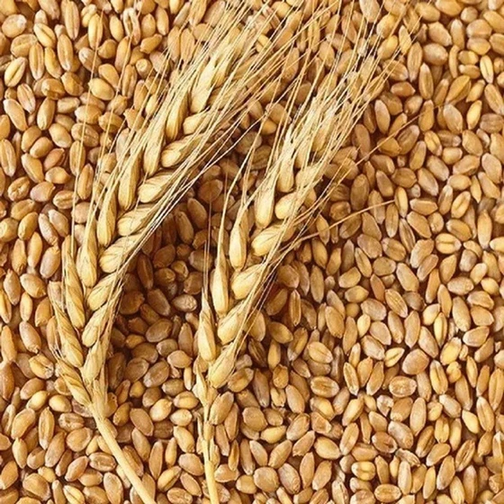 wheat-grains-organic-2.webp