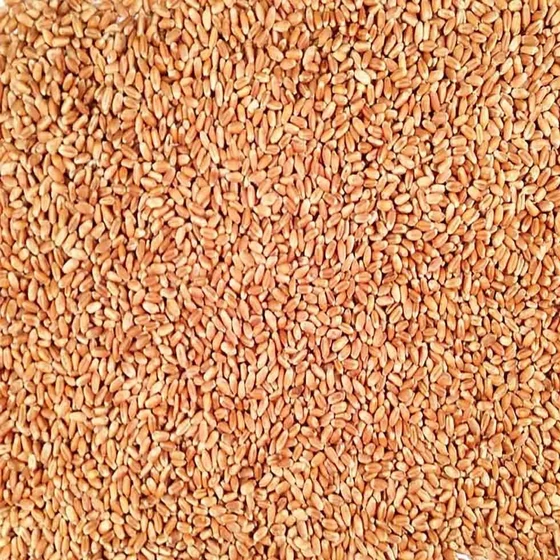 wheat-price.webp