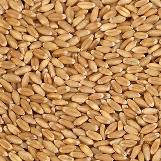 wheat-production-in-india.webp