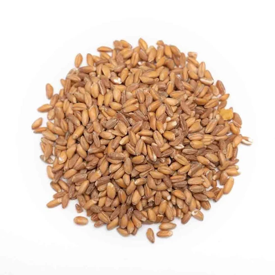 wheat.webp