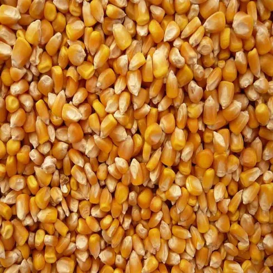 maize-rate-in-maharashtra.webp