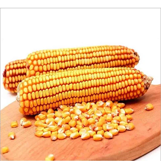 maize.webp