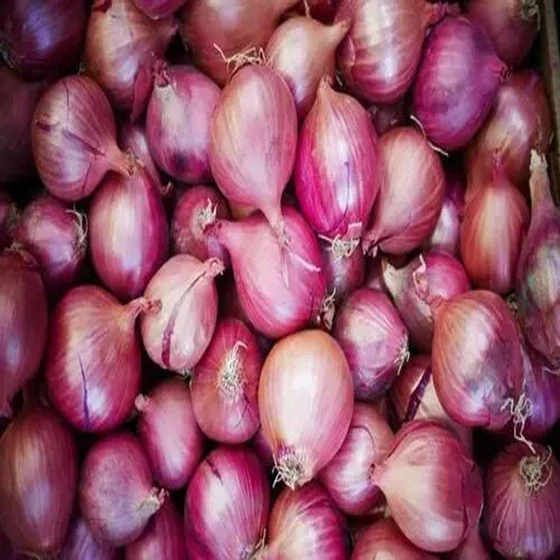 fresh-cooking-onion-2.webp