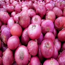 Fresh Cooking Onion — Organic light red color dry