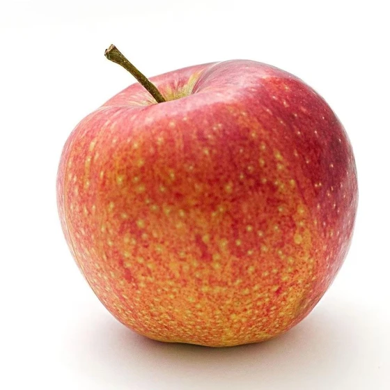common-apple-fruit-2.webp