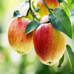 Common Apple Fruit