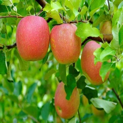 Natural Apple Fruit