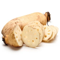 Fresh Lotus Roots — No preservatives fresh type