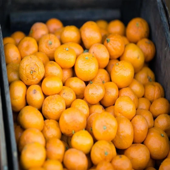 farm-fresh-orange-fruit-2.webp