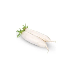 Fresh White Radish — Nutrition enriched impeccable
