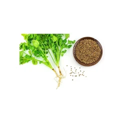 Coriander Vegetable Seed