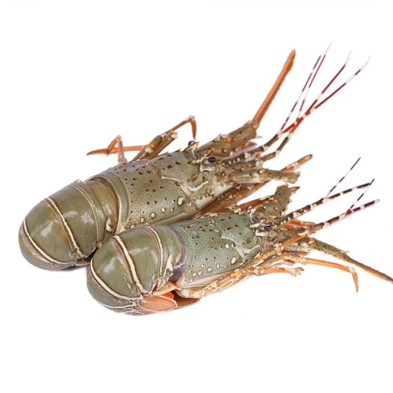 fresh-alive-lobster-2.webp