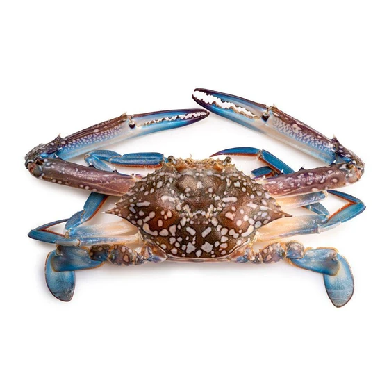 fresh-shell-crab-2.webp