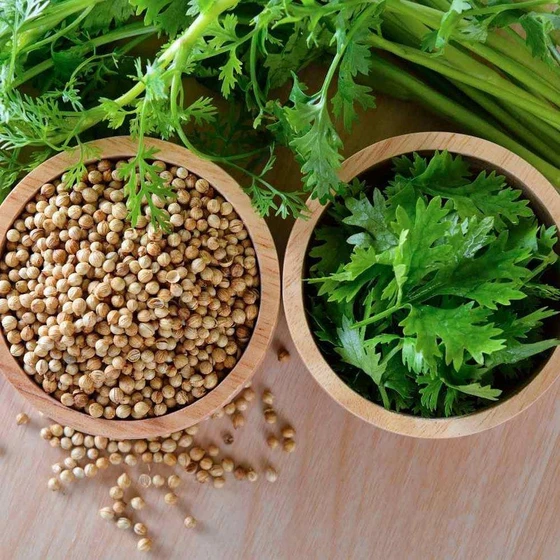 coriander-seed-2.webp