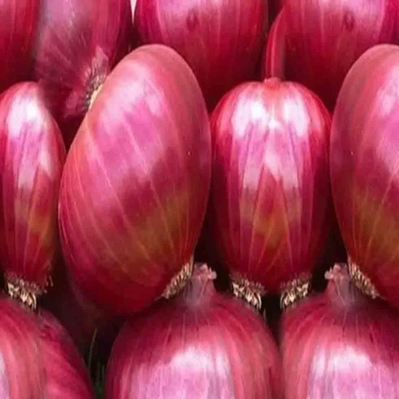 onion-price-1.webp