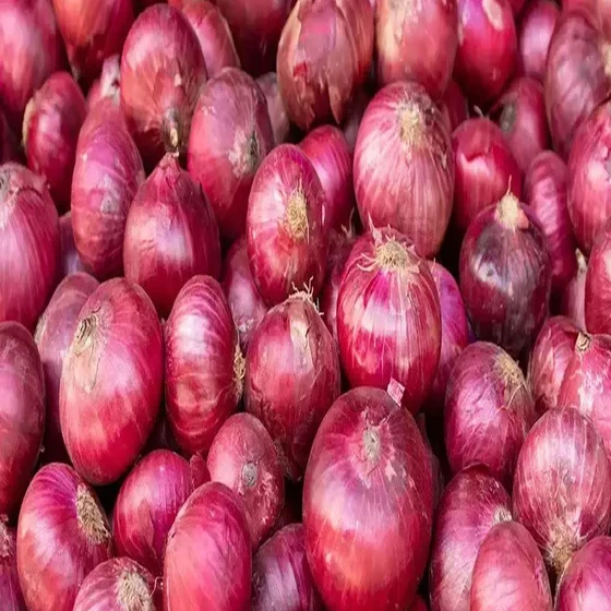 raw-onion-good-for-health.webp