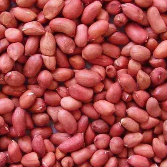 bold-ground-nut-1.webp