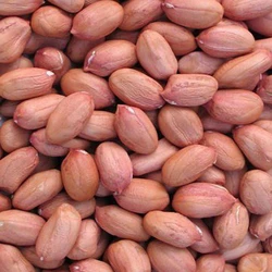Bold Ground Nut