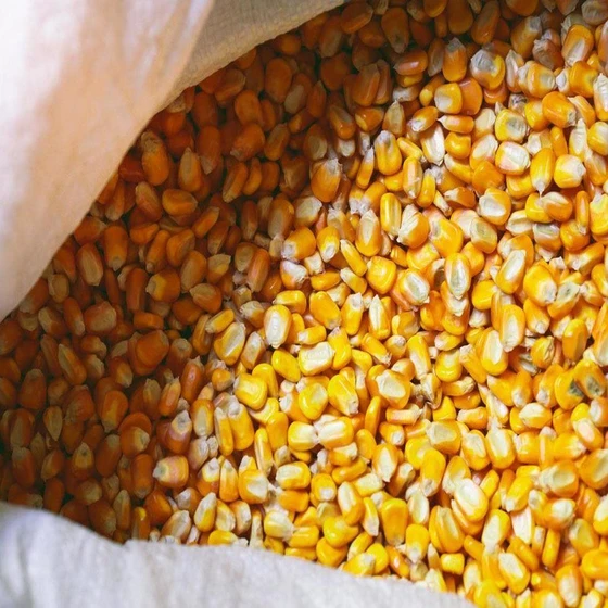 animal-corn-feed-2.webp