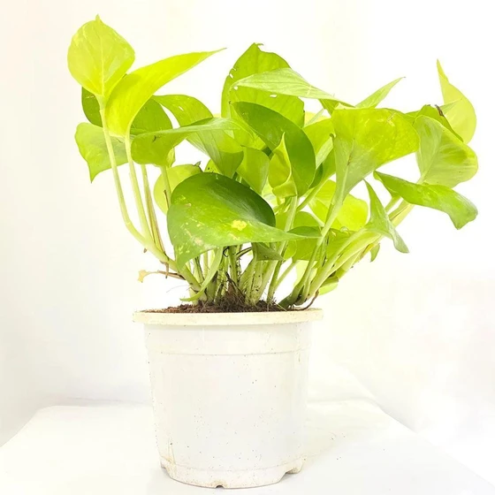 money-plant-2.webp