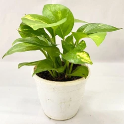 Money Plant 