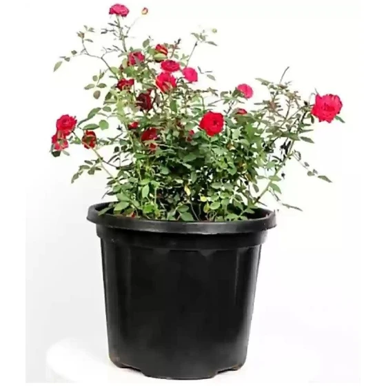 rose-flower-plant-2.webp