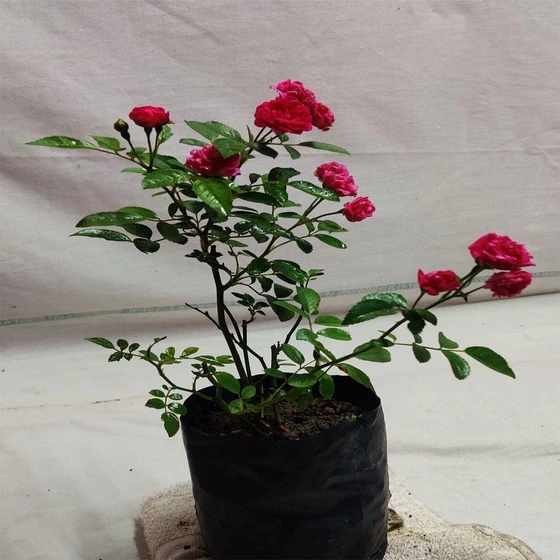 rose-flower-plant.webp