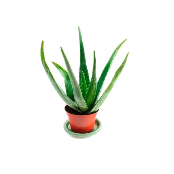 aloe-vera-plant-2.webp