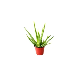 Aloe Vera Plant