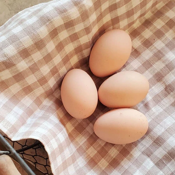 light-brown-eggs-2.webp
