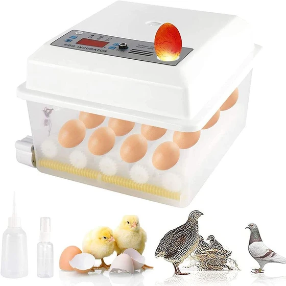 chicken-egg-incubator-2.webp