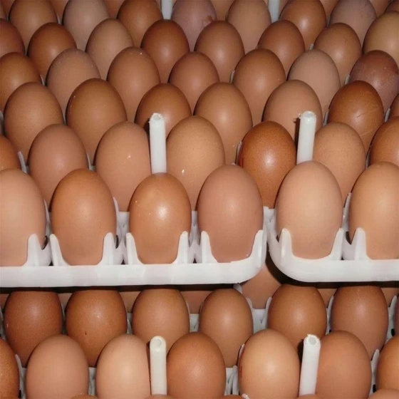 broiler-chicken-eggs-2.webp